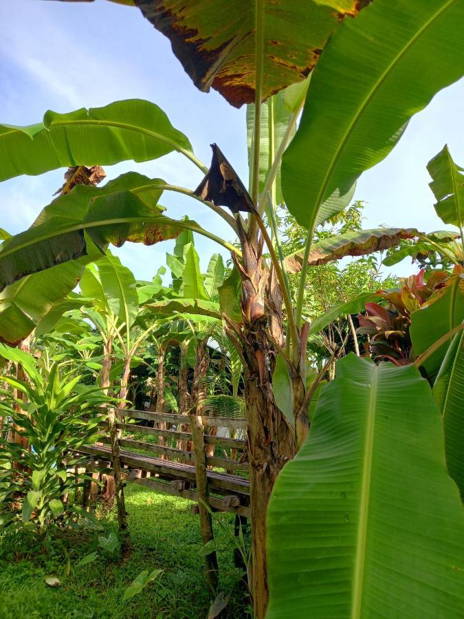 Banana Grove El Nido酒店 外观 照片