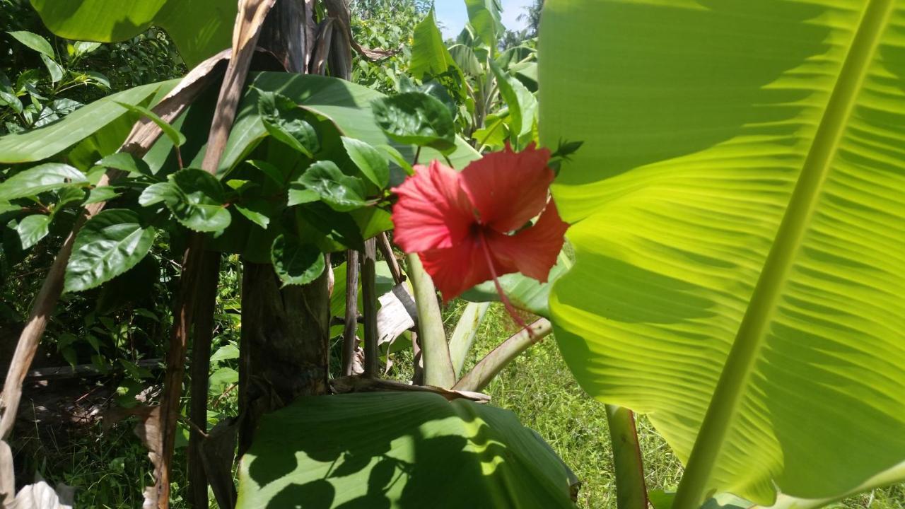 Banana Grove El Nido酒店 外观 照片