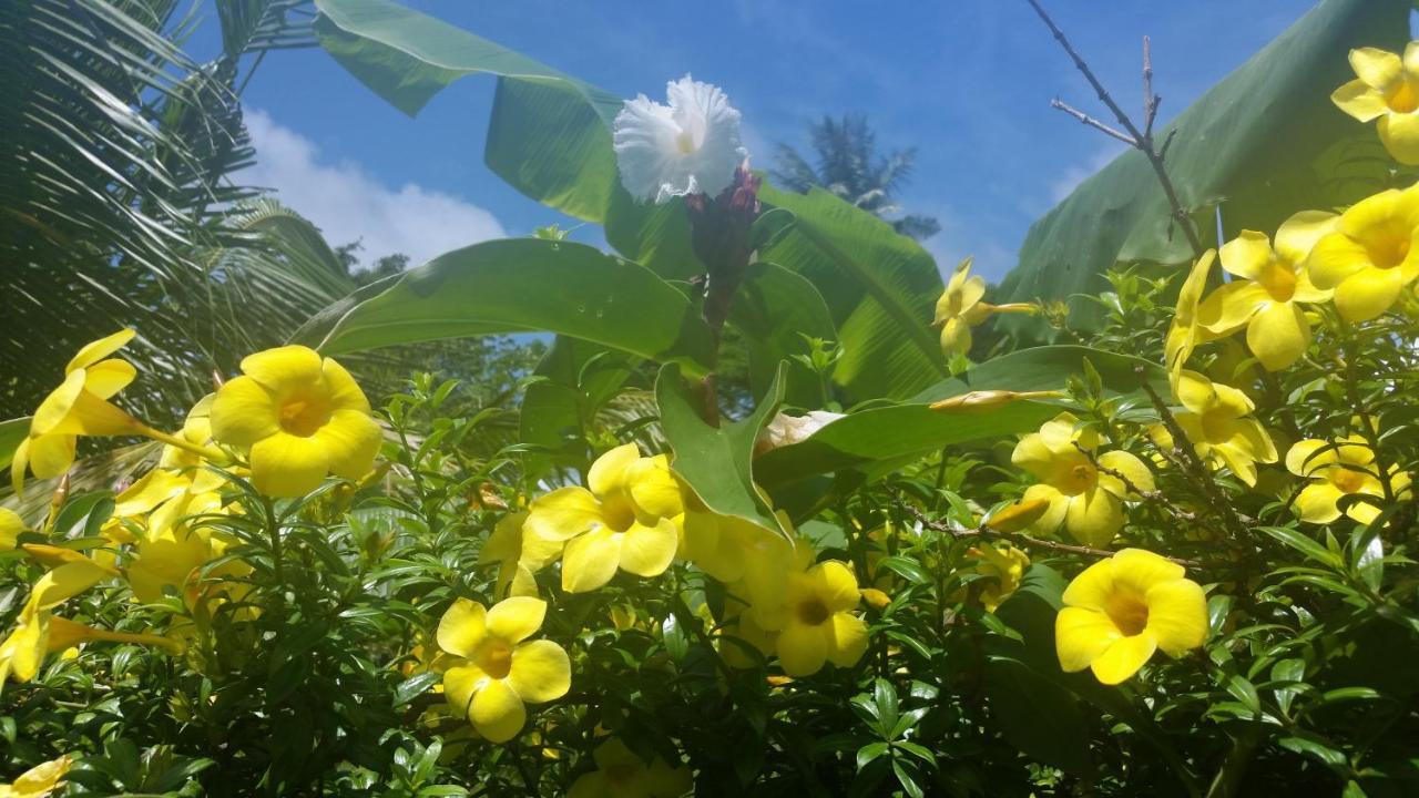 Banana Grove El Nido酒店 外观 照片